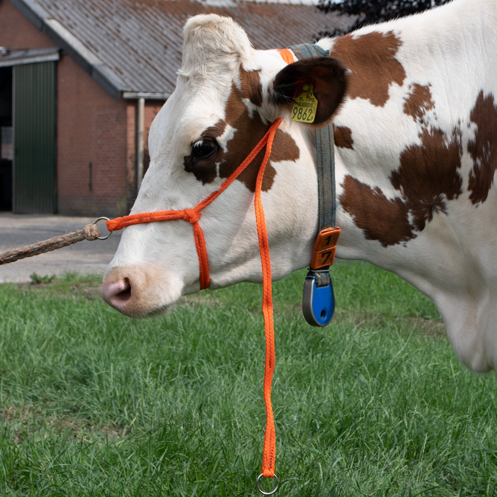 StarkPro Halfter Kalb Einstellbar – Robustes Geflochtenes Nylon für Schnelle Fixierung