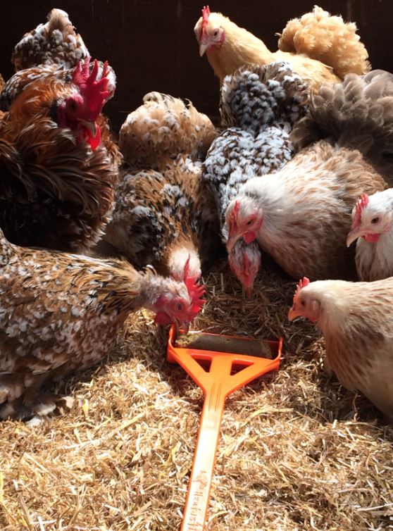 Hentastic Fun Feeder – Ideale Ergänzung Für Hühnerbesitzer