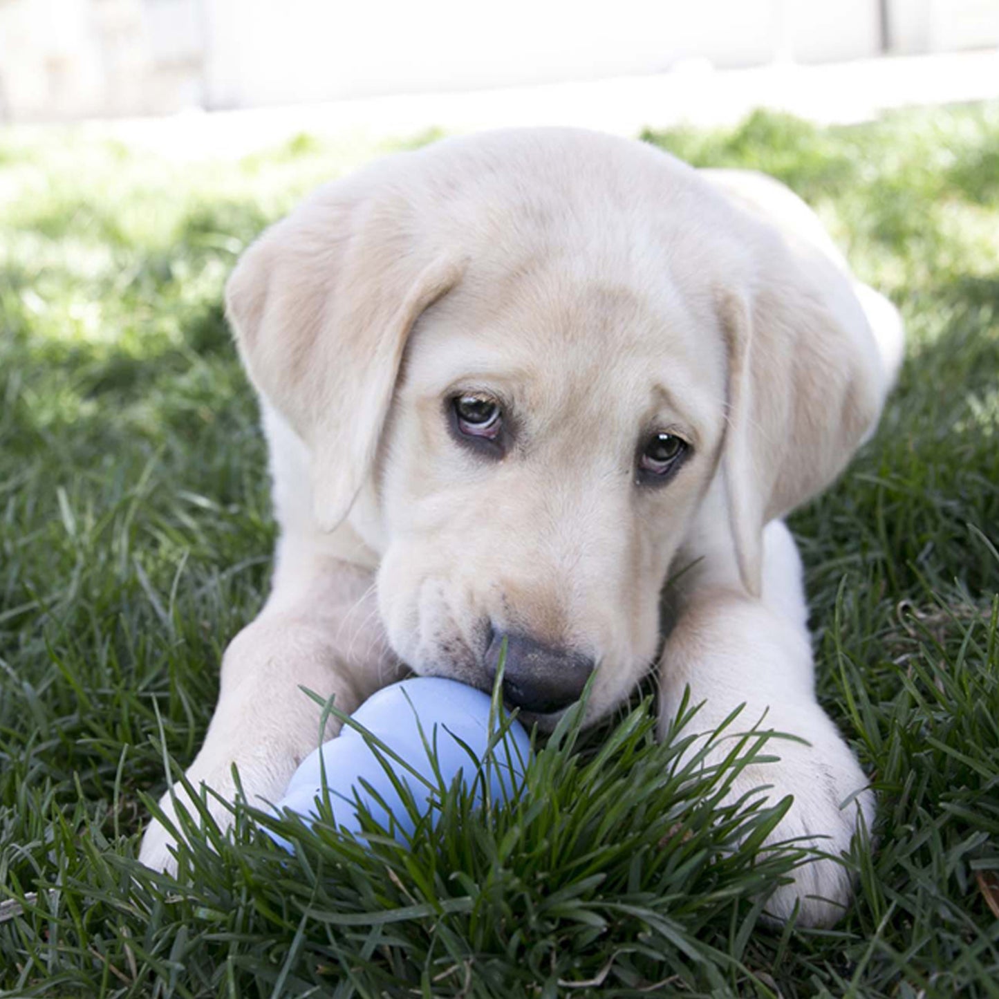 KONG Puppy S Blau