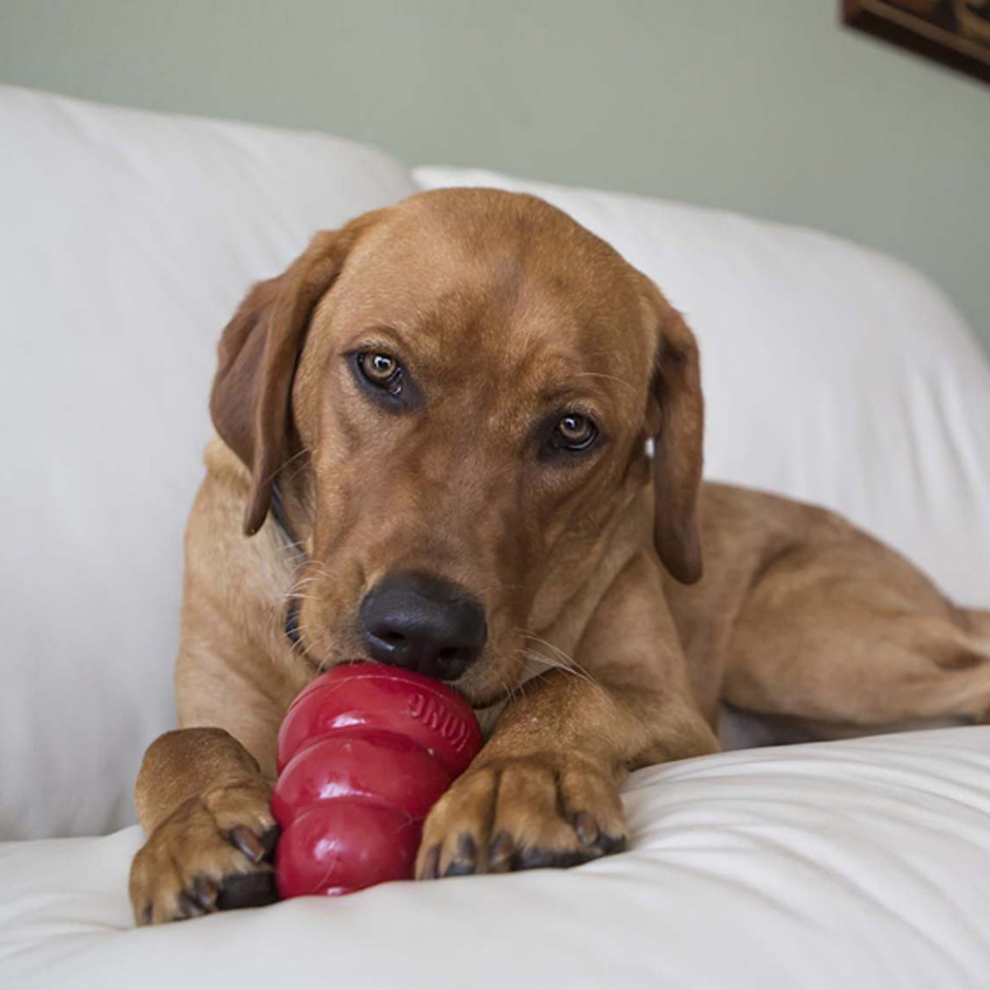 KONG Easy Treat Erdnussbutter