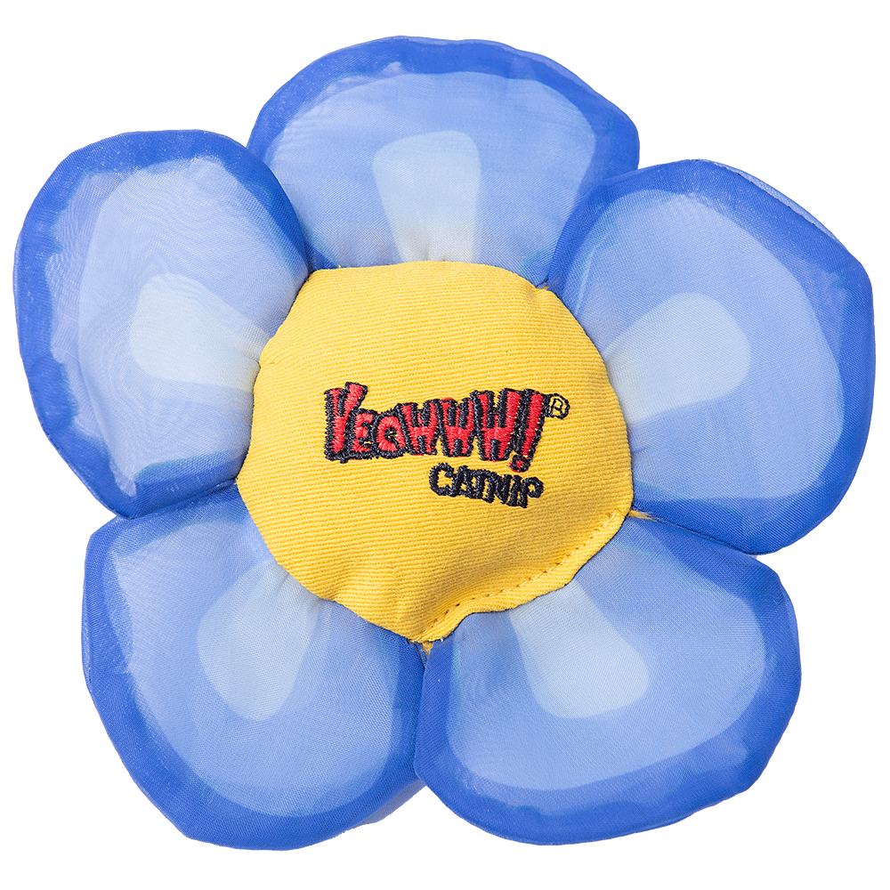 Yeowww! Daisys Blütenköpfe Blau – Biologisch Anbau mit Kräftiger Katzenminze
