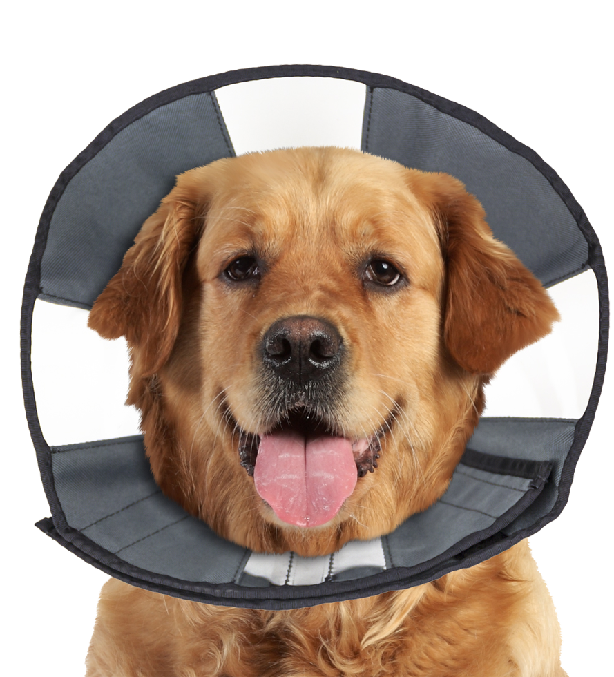 Zenpet Procone XL – Komfortabler Heilkragen für Haustiere