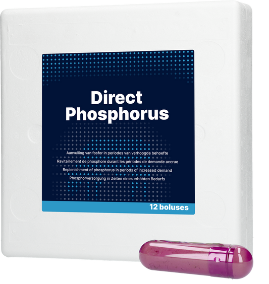 Direct Phosphor 12 x 123 g – Effektive Phosphorversorgung Für Milchkühe Nach Dem Abkalben