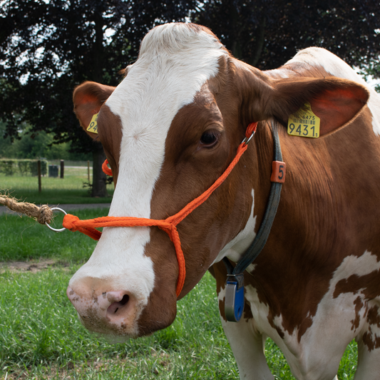 KuhHalter Kalb Einstellbar Breit Orange – Robustes Geflochtenes Nylonhalfter