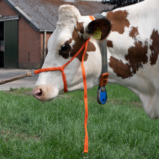 StarkPro Halfter Kalb Einstellbar – Robustes Geflochtenes Nylon für Schnelle Fixierung