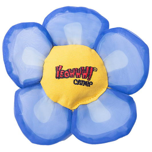Yeowww! Daisys Blütenköpfe Blau – Biologisch Anbau mit Kräftiger Katzenminze