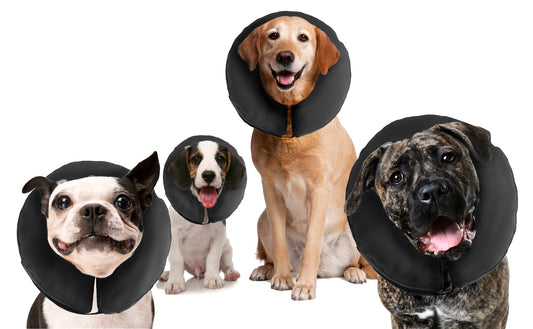 Zenpet ProCollar XL – Bequeme Erholung für Haustiere