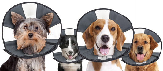 Zenpet Procone S